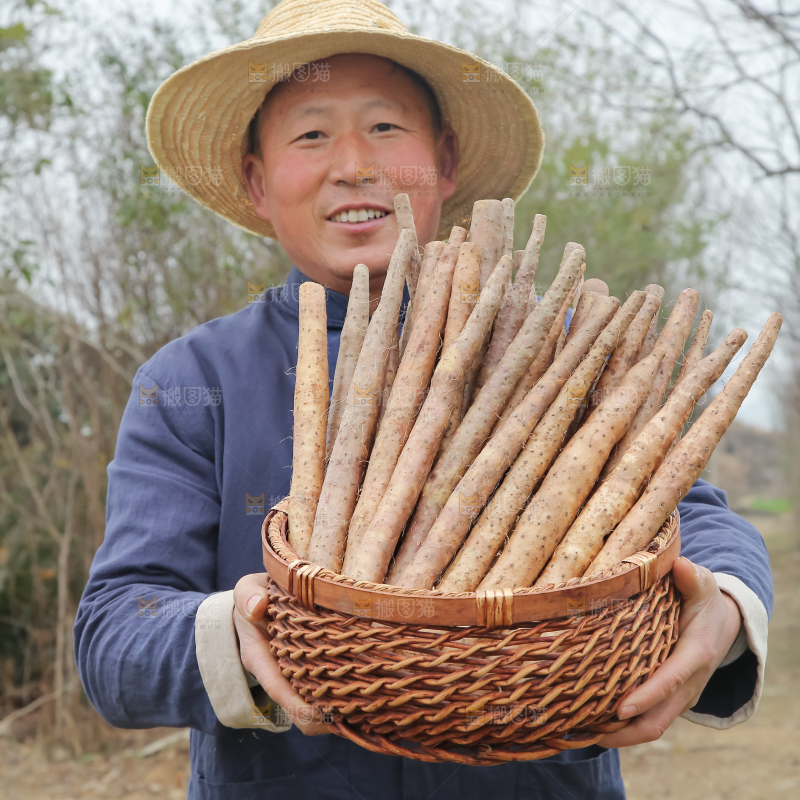 铁棍山药