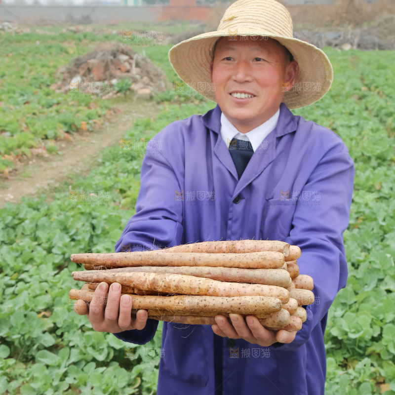 铁棍山药