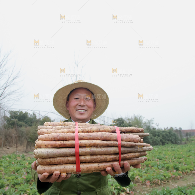 铁棍山药