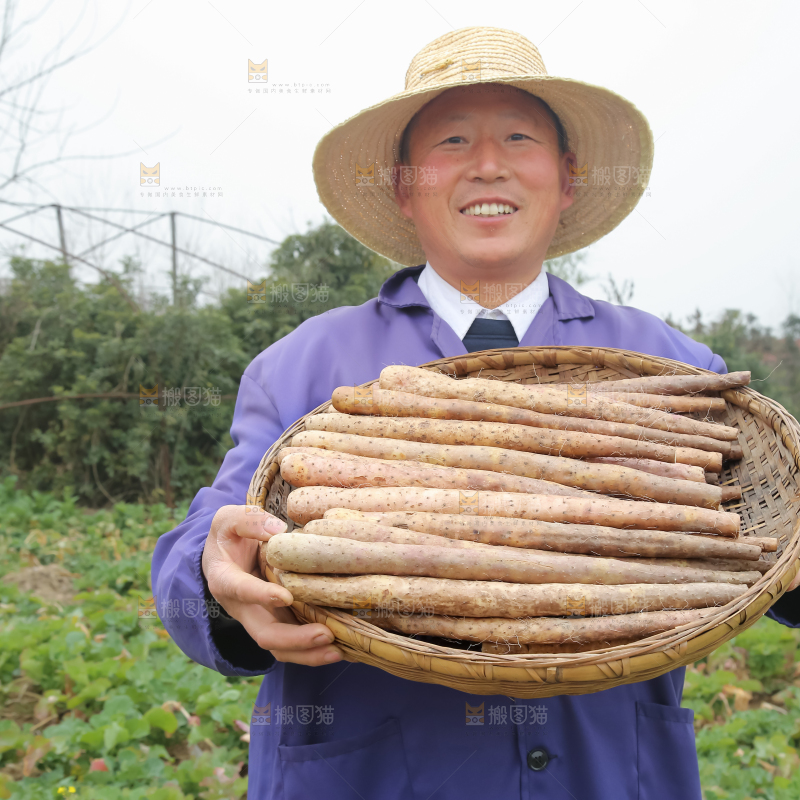 铁棍山药
