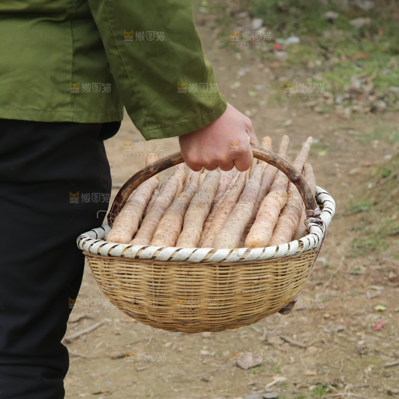铁棍山药