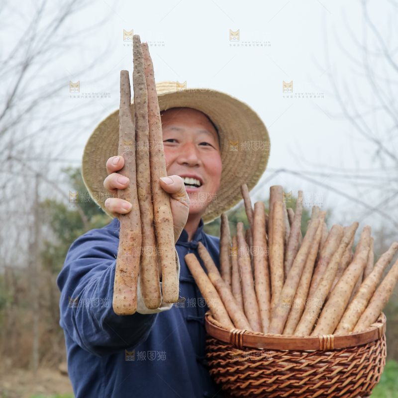 铁棍山药