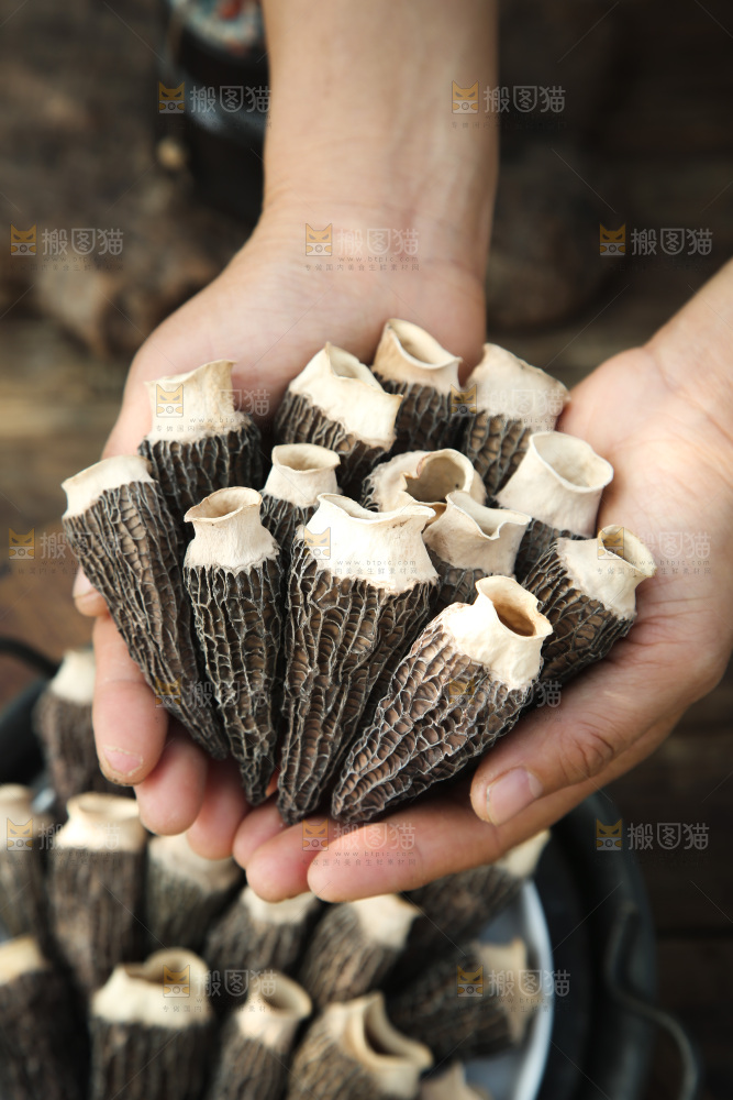 羊肚菌