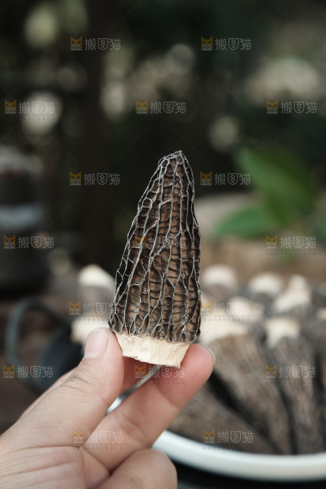 羊肚菌