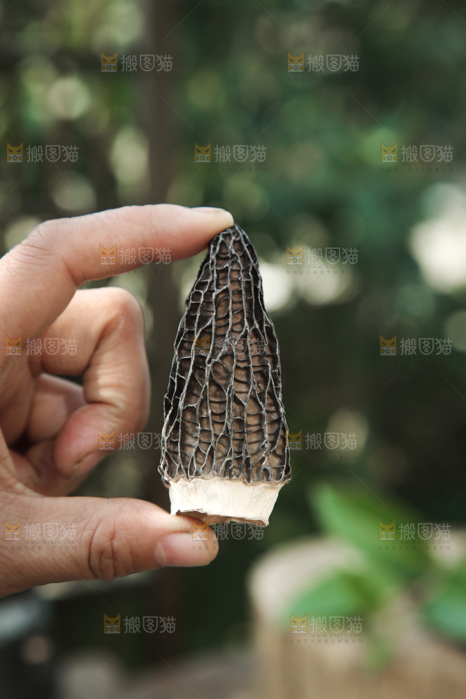 羊肚菌