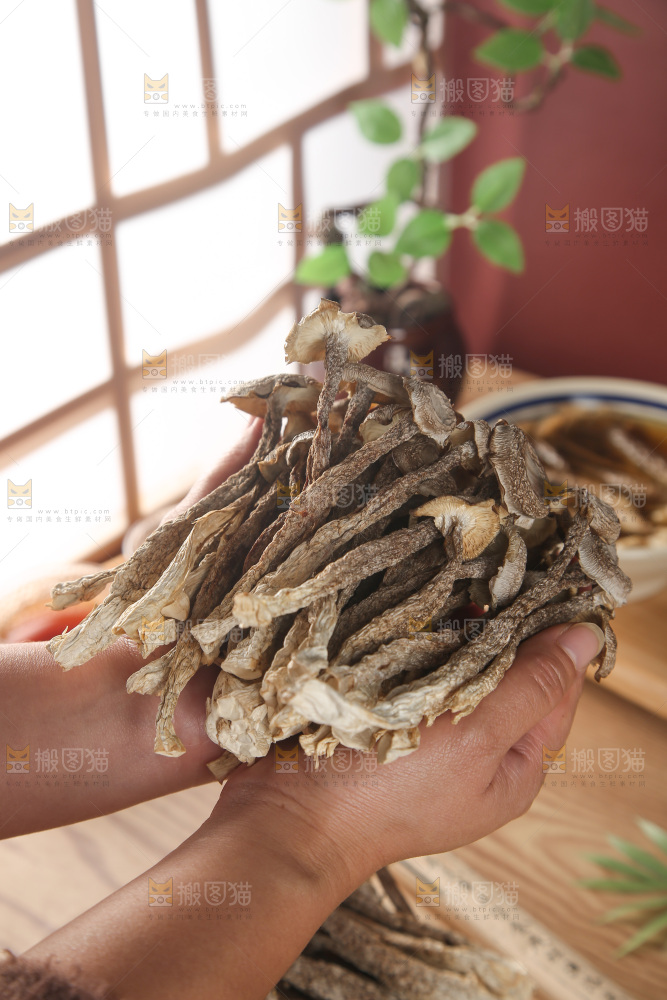 鹿茸菇