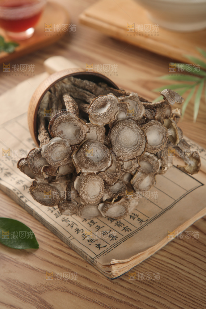 鹿茸菇