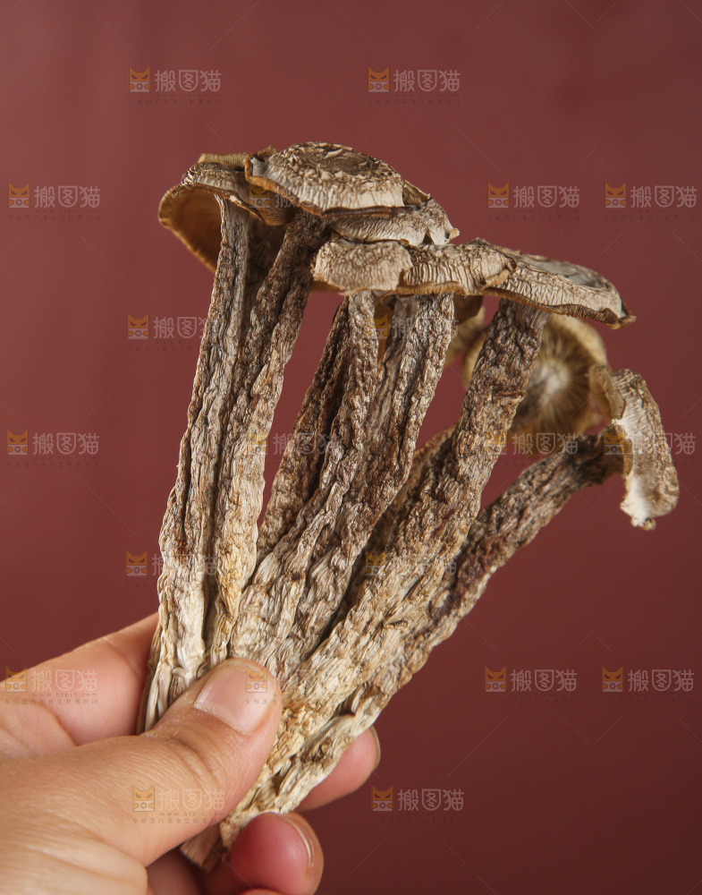 鹿茸菇