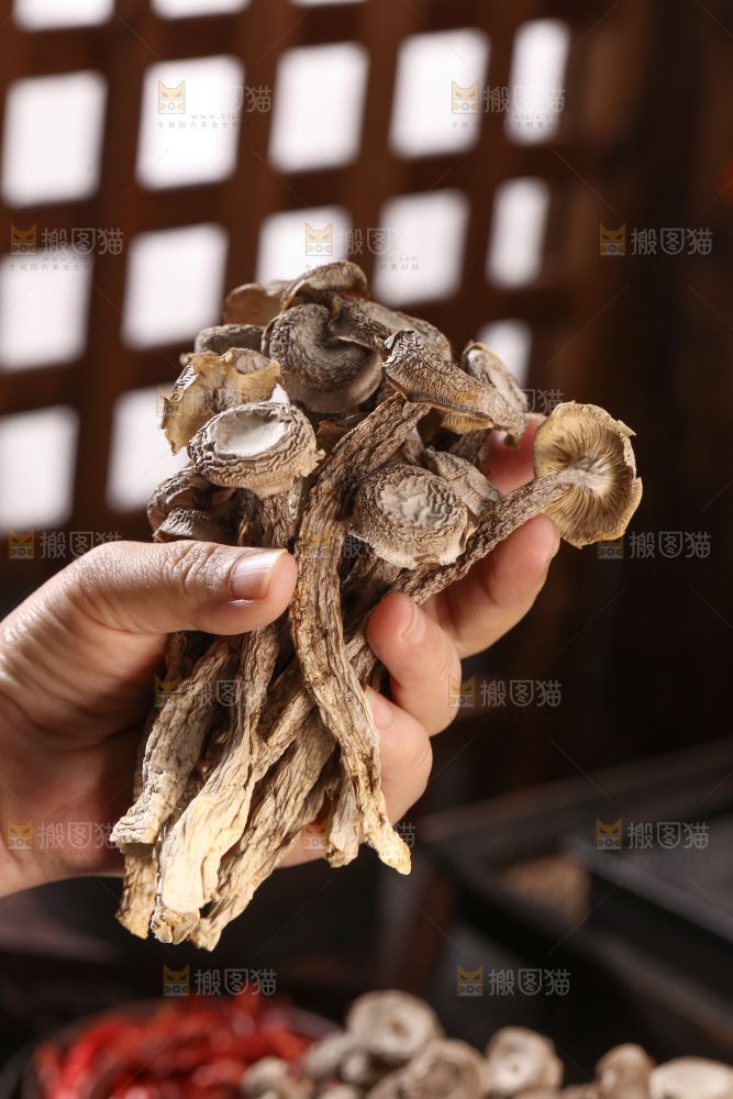 鹿茸菇