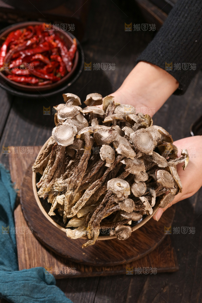 鹿茸菇
