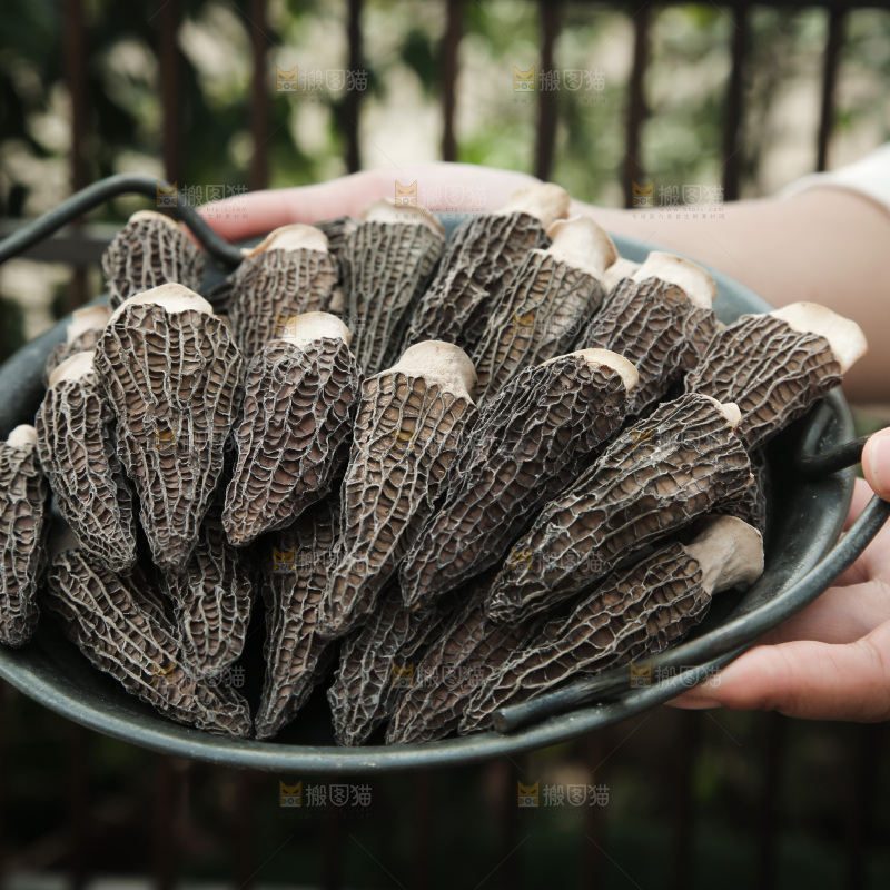羊肚菌