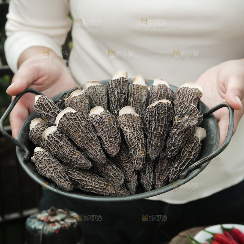 羊肚菌