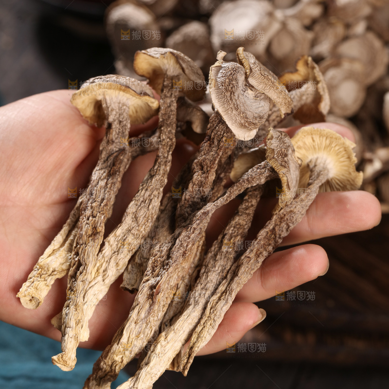 鹿茸菇