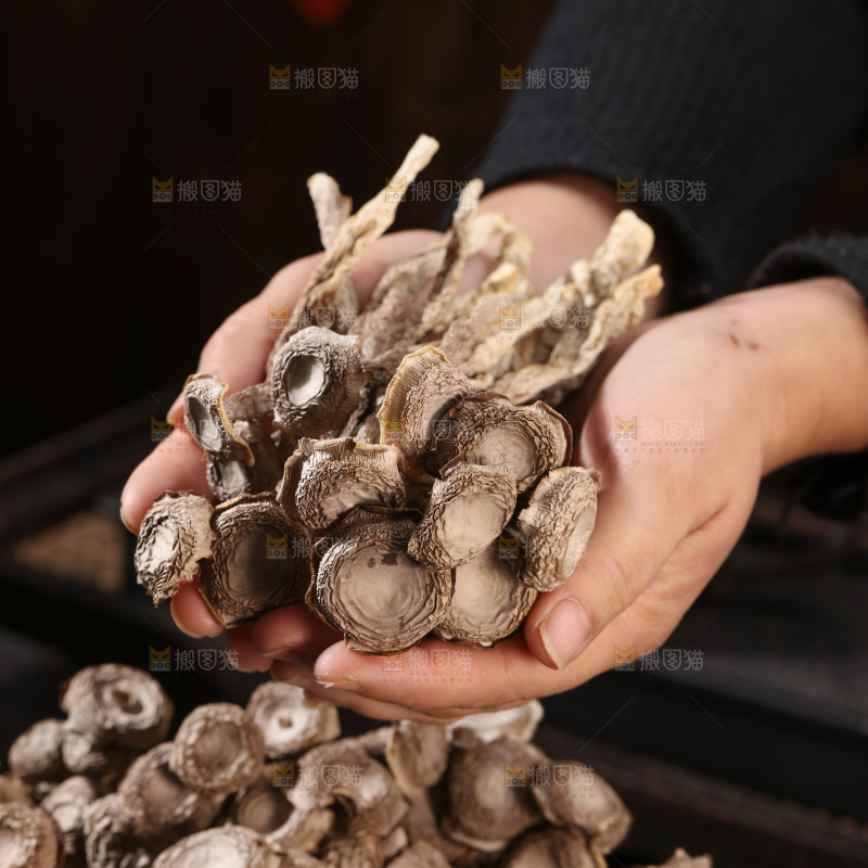 鹿茸菇