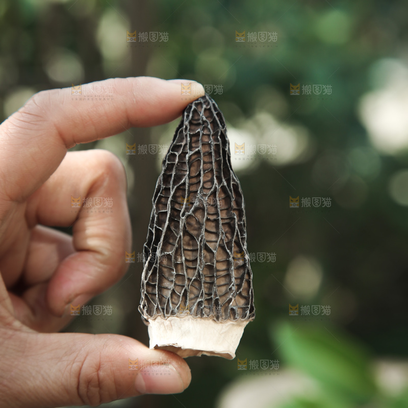 羊肚菌
