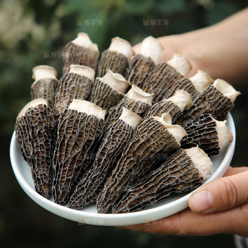 羊肚菌