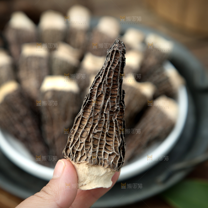 羊肚菌