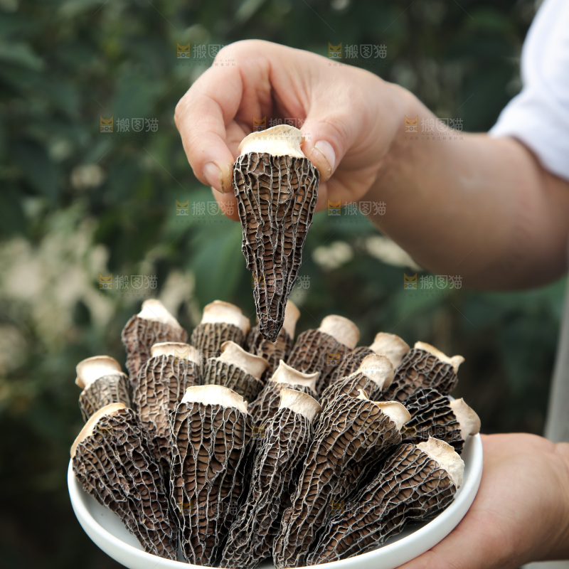 羊肚菌
