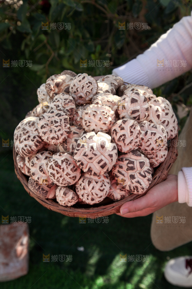 花菇