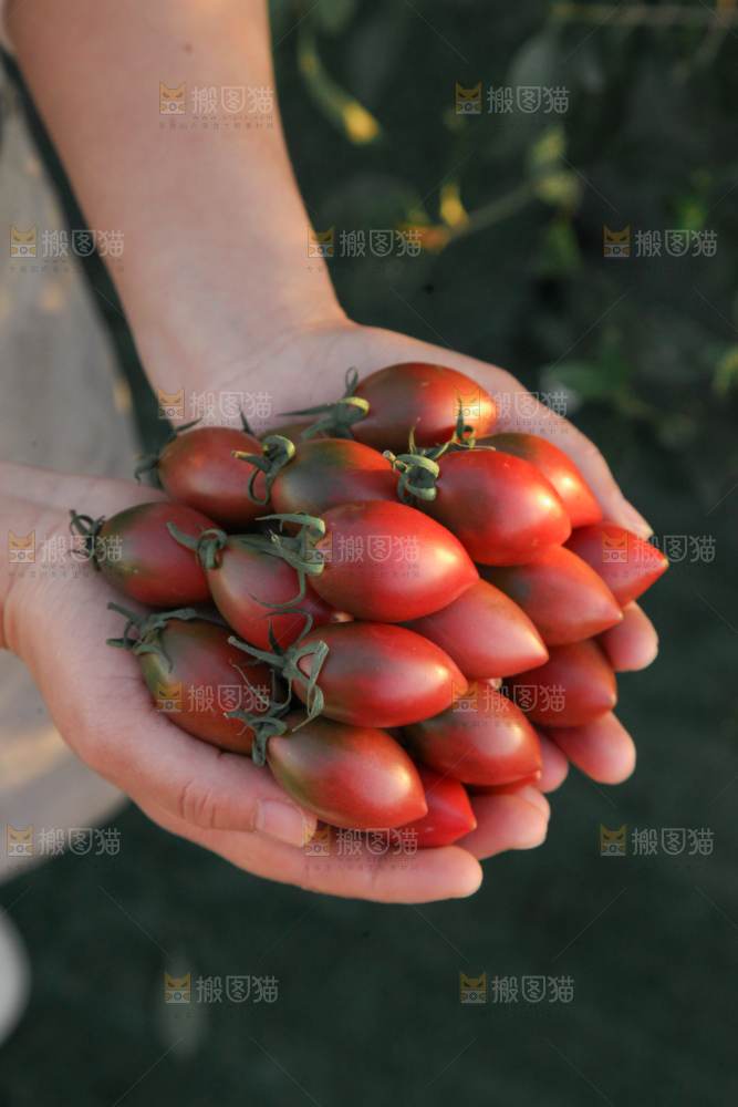 紫弹头小番茄