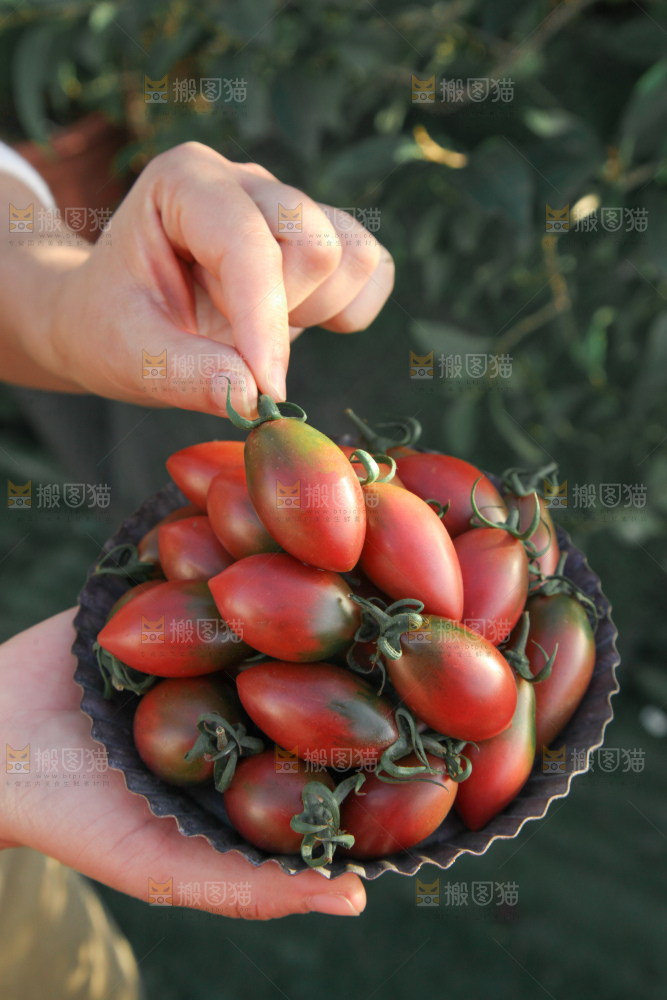 紫弹头小番茄