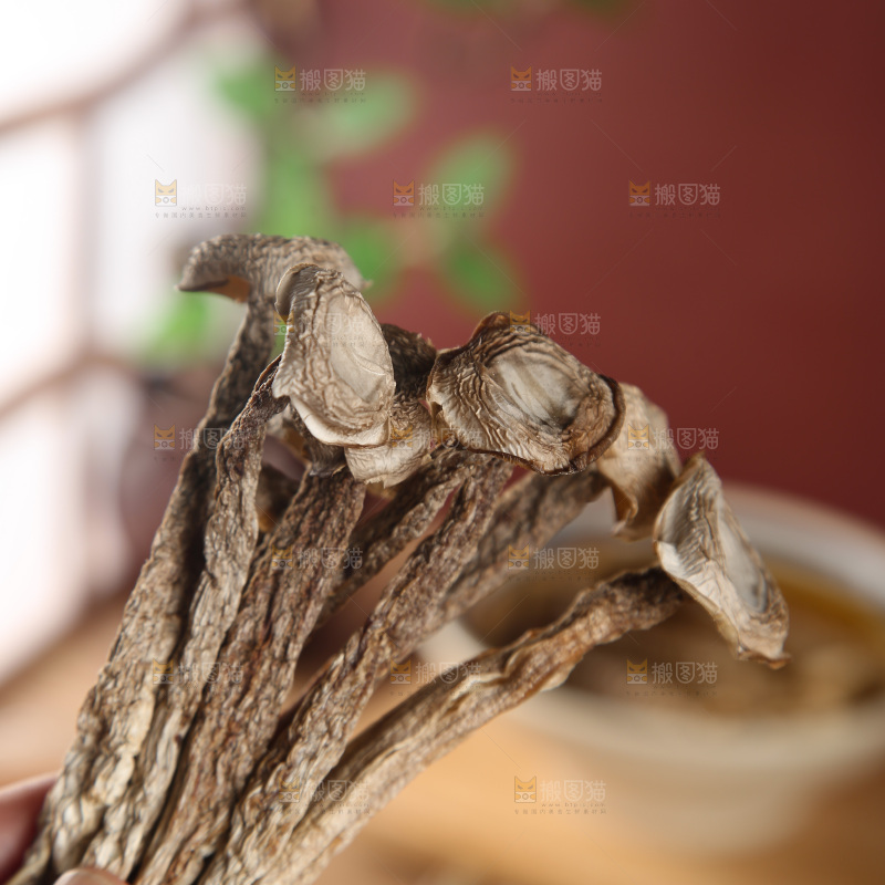 鹿茸菇