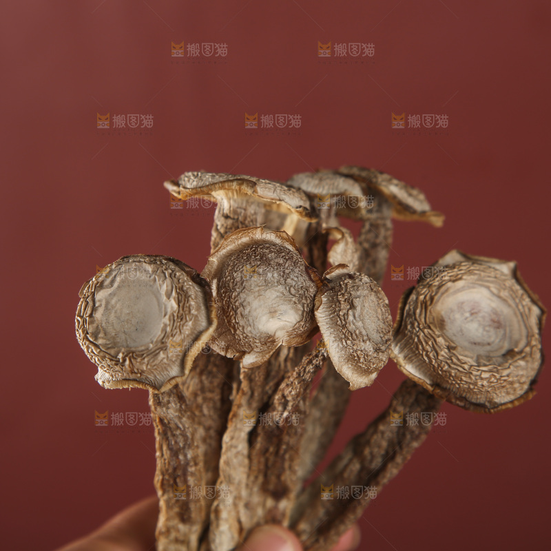 鹿茸菇
