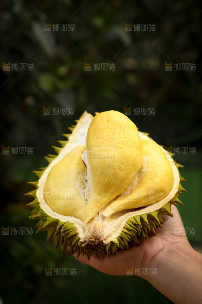 巴掌榴莲