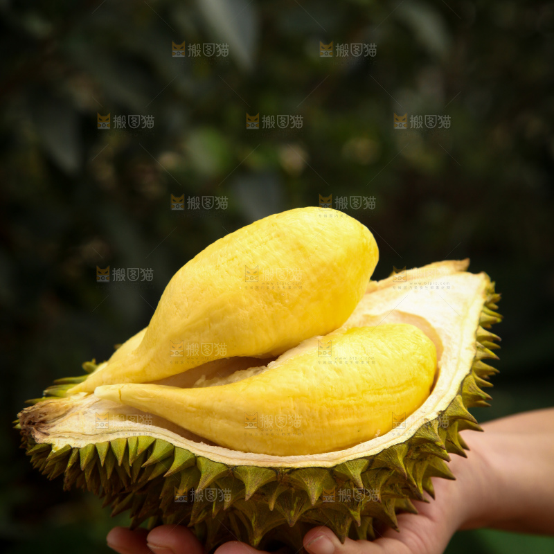 巴掌榴莲