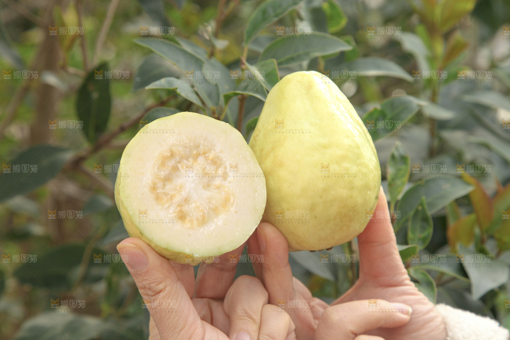 奶油芭乐