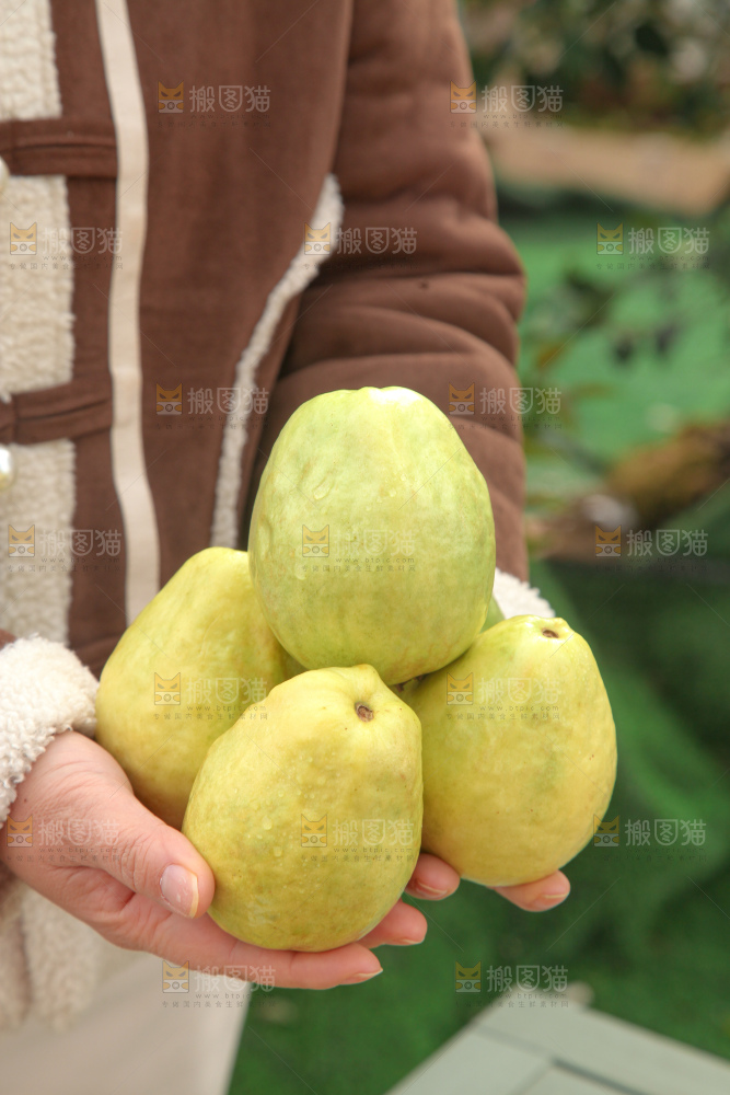 奶油芭乐