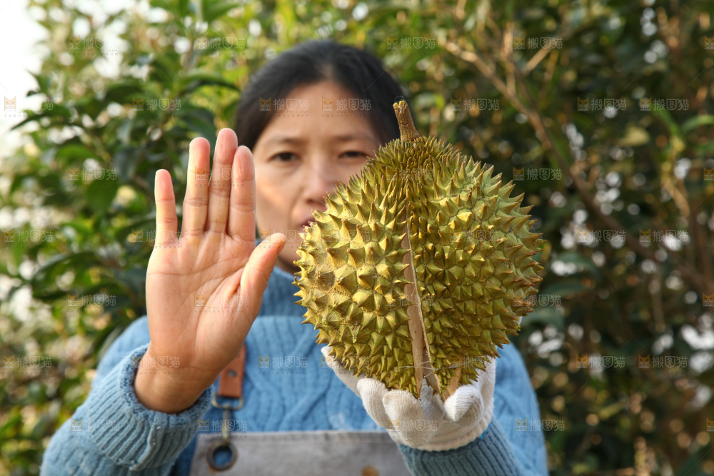 巴掌榴莲
