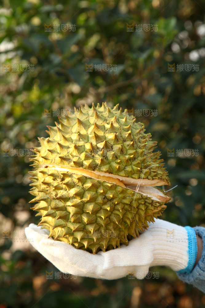 巴掌榴莲