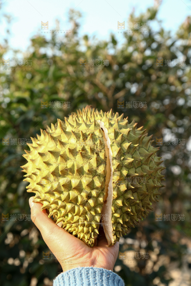 巴掌榴莲