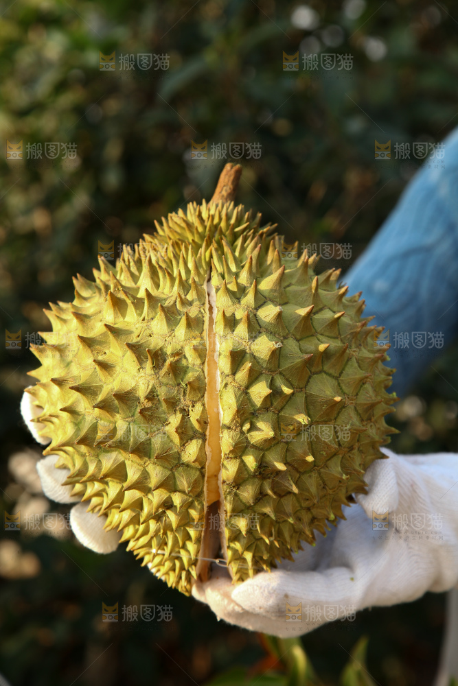 巴掌榴莲