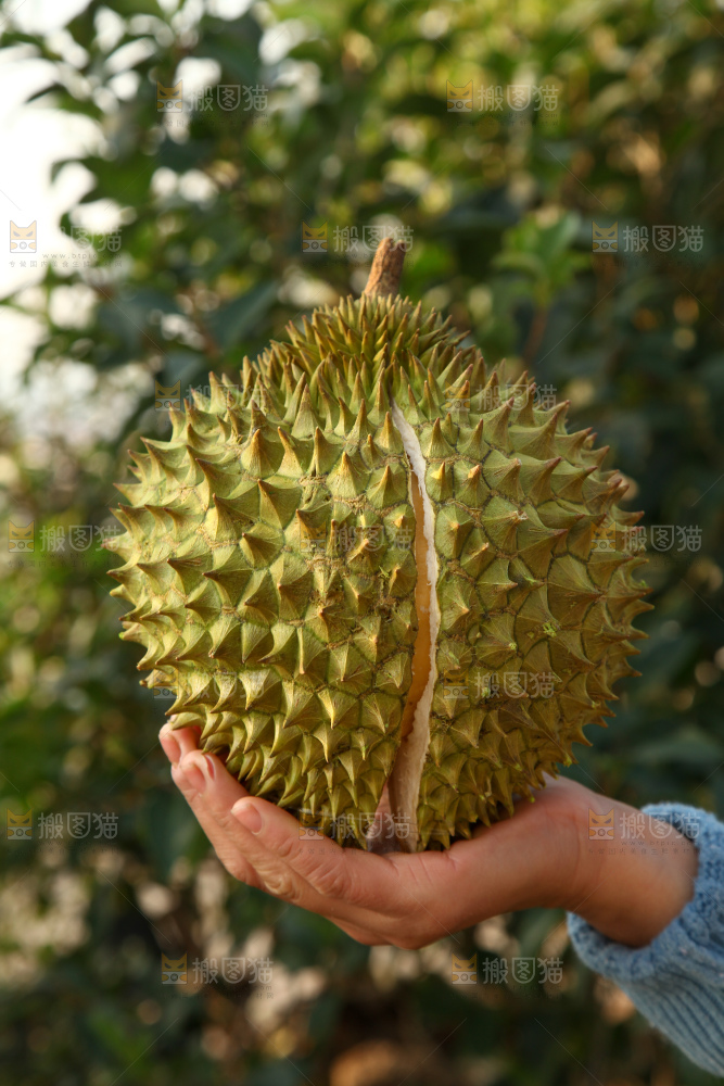 巴掌榴莲