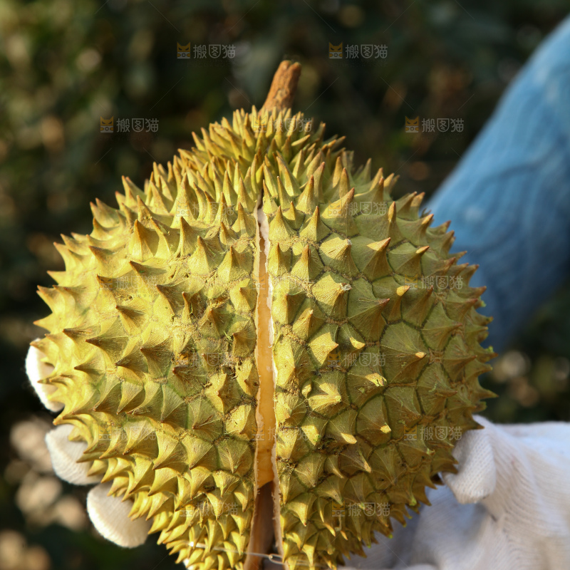 巴掌榴莲