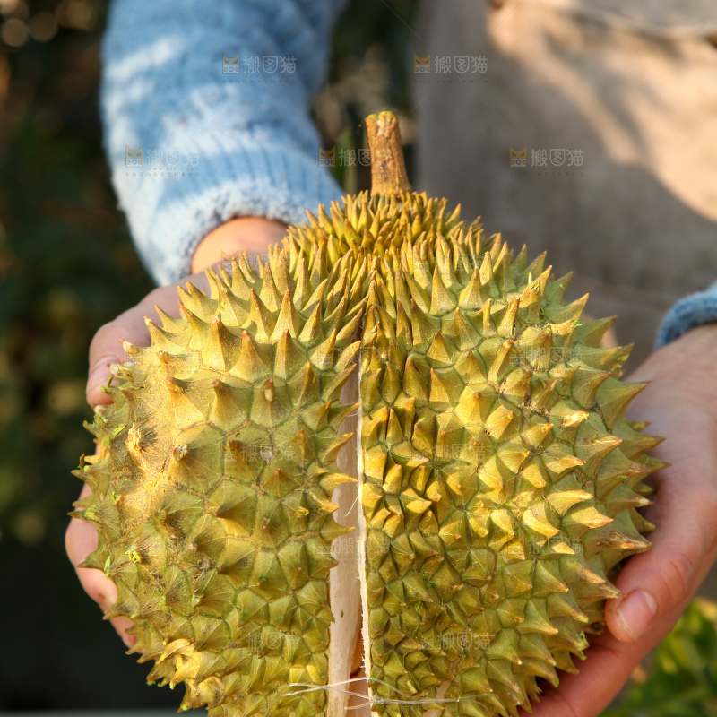 巴掌榴莲