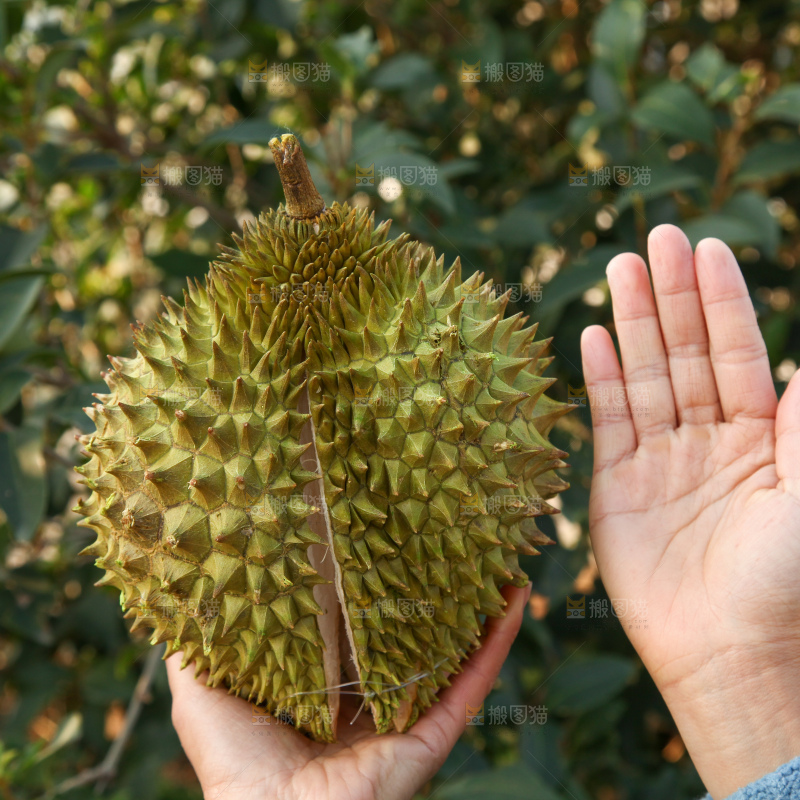 巴掌榴莲