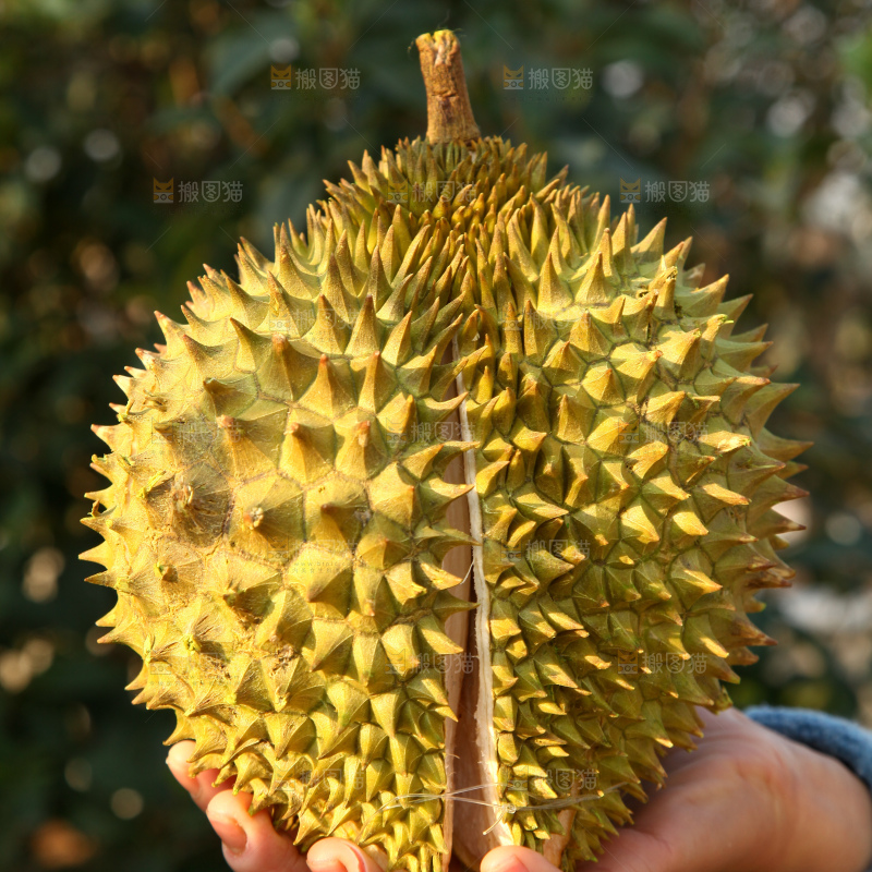 巴掌榴莲
