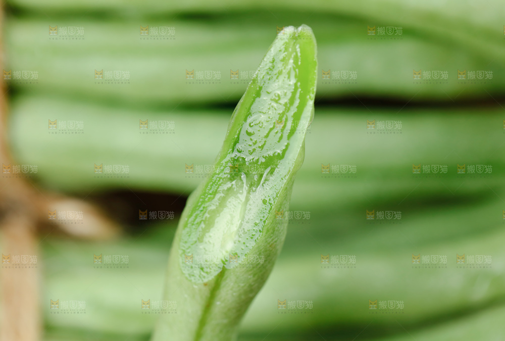 四季豆