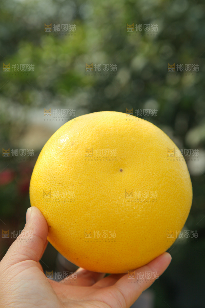 黄金葡萄柚