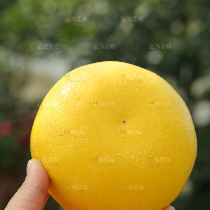 黄金葡萄柚