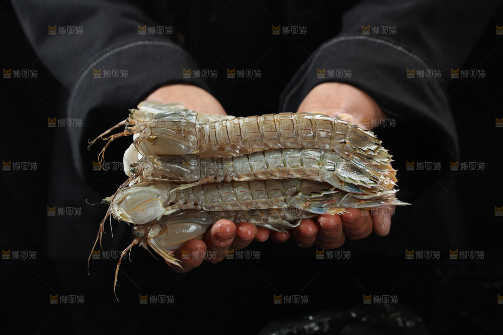 皮皮虾