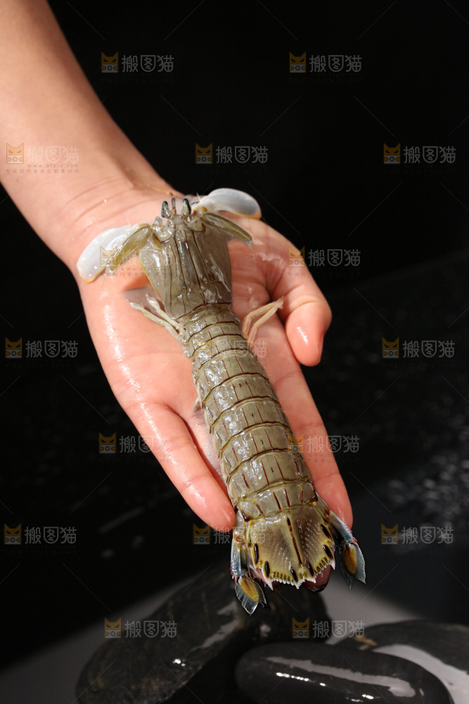 皮皮虾