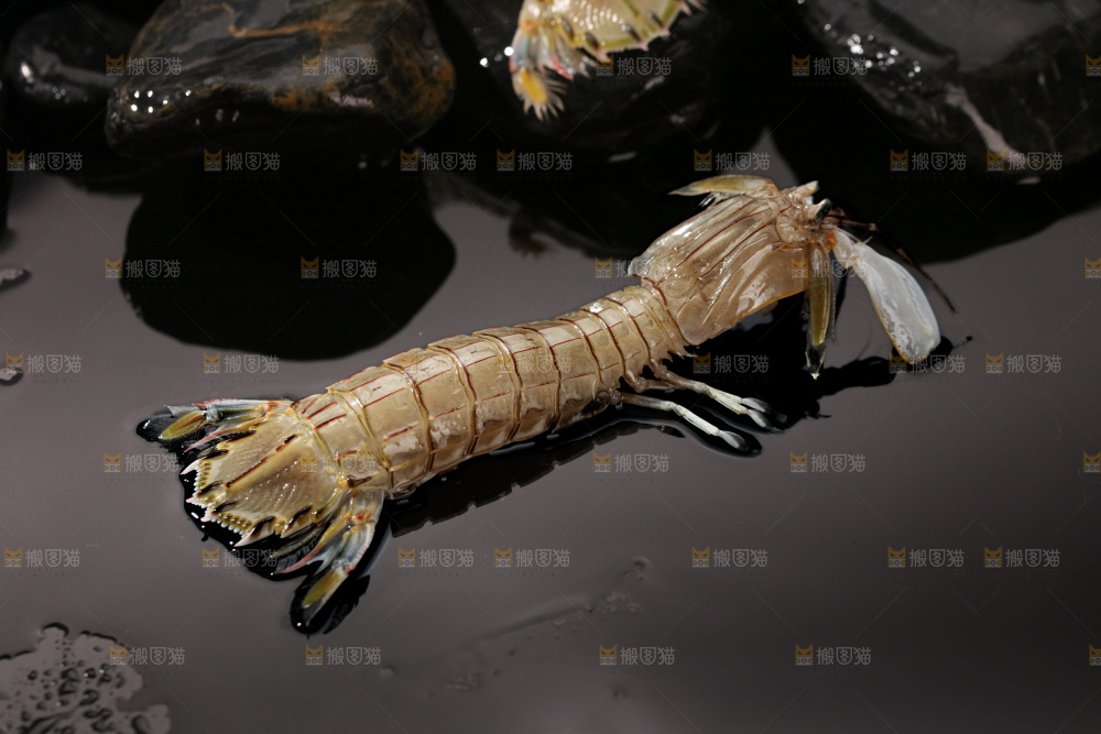 皮皮虾