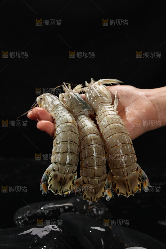 皮皮虾