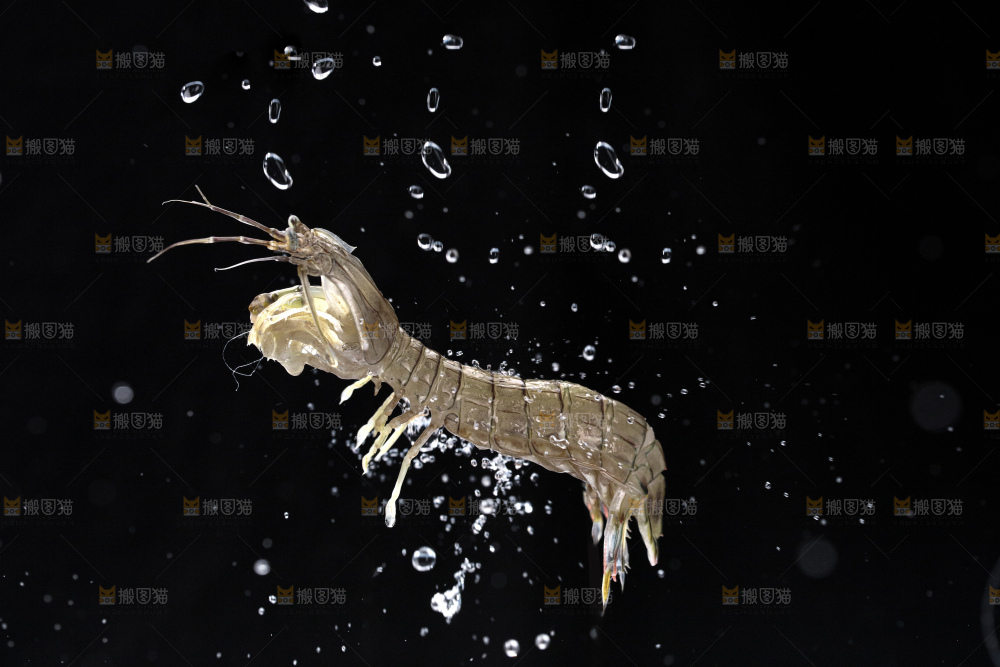 皮皮虾