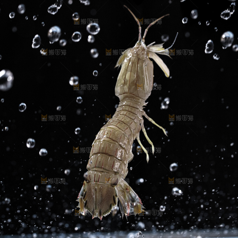 皮皮虾