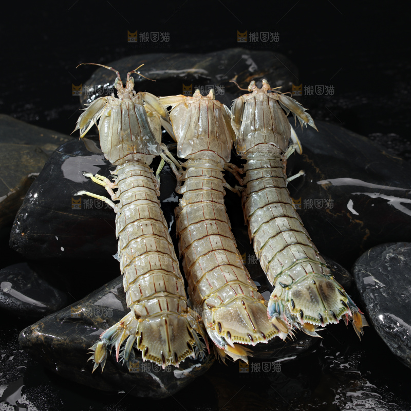 皮皮虾